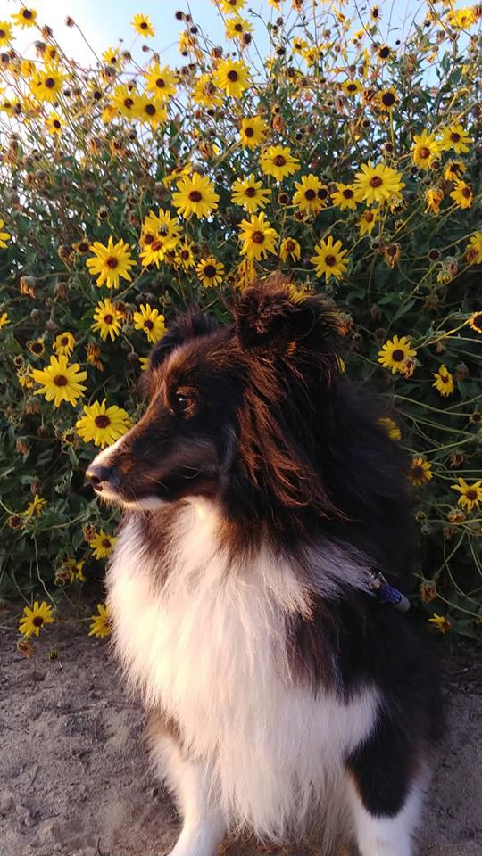 Readers pet photos